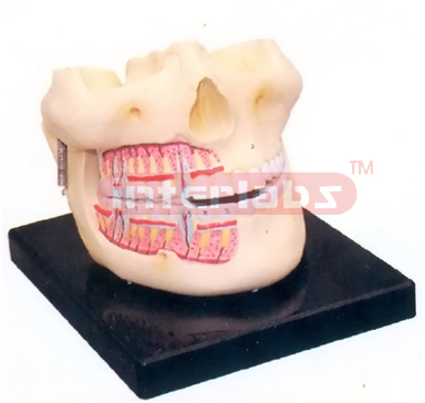 HUMAN UPPER AND LOWER JAW